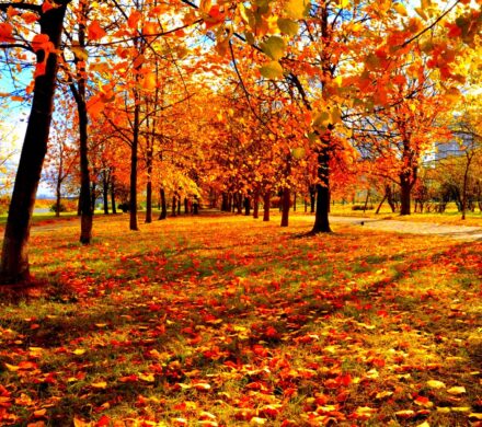 ضرورت احیای جشن نیمه پاییز در کشور